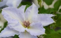 Tranquilite Clematis - 1 Gallon Pot 15 Tranquilite Clematis - 1 Gallon Pot -Wilson Bros Gardens clematis tranquilete 1
