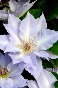 Tranquilite Clematis - 1 Gallon Pot 14 Tranquilite Clematis - 1 Gallon Pot -Wilson Bros Gardens clematis tranquilete 3