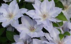 Tranquilite Clematis - 1 Gallon Pot 13 Tranquilite Clematis - 1 Gallon Pot -Wilson Bros Gardens clematis tranquilete 4