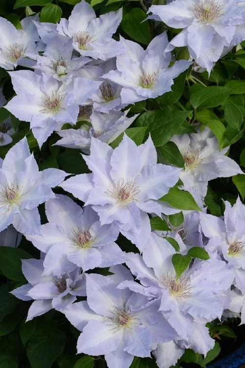 Tranquilite Clematis - 1 Gallon Pot 6 Tranquilite Clematis - 1 Gallon Pot - Image 4