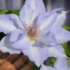 Tranquilite Clematis - 1 Gallon Pot -Wilson Bros Gardens clematis tranquilite 12