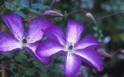 Venosa Violacea Clematis - 1 Gallon Pot -Wilson Bros Gardens clematis venosa violacea 1