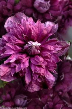 Purpurea Plena Elegans Clematis - 1 Gallon Pot -Wilson Bros Gardens clematis viticella purpurea plena elegans 8
