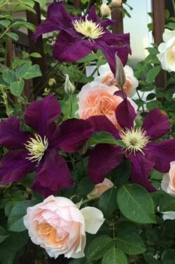 Warsaw Nike Clematis - 1 Gallon Pot -Wilson Bros Gardens clematis warsaw nike 13