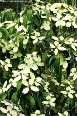Bernice Evergreen Dogwood Tree (Cornus Angustata) - 2 Gallon Pot -Wilson Bros Gardens cornus angusta bernice eveergreen dogwood tree 1