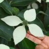 Bernice Evergreen Dogwood Tree (Cornus Angustata) - 2 Gallon Pot 2 Bernice Evergreen Dogwood Tree (Cornus Angustata) - 2 Gallon Pot -Wilson Bros Gardens cornus angustata bernice evergreen dogwood tree 8