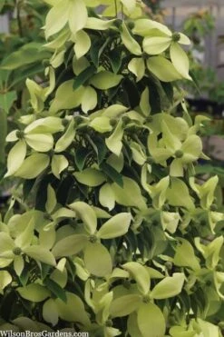 Lucky Leprechaun Dogwood Tree (Cornus Elliptica) - 1 Gallon Pot