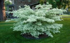 Wolf Eyes Variegated Kousa Dogwood - 5 Gallon Pot -Wilson Bros Gardens cornus kousa wolf eyes dogwood tree 20