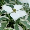 Wolf Eyes Variegated Kousa Dogwood - 5 Gallon Pot 1 Wolf Eyes Variegated Kousa Dogwood - 5 Gallon Pot -Wilson Bros Gardens cornus kousa wolf eyes dogwood tree 25
