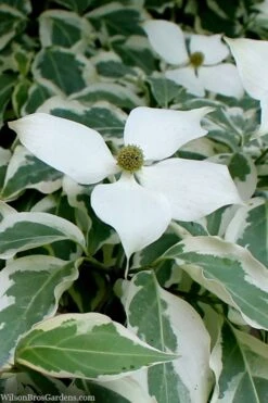 Wolf Eyes Variegated Kousa Dogwood - 5 Gallon Pot