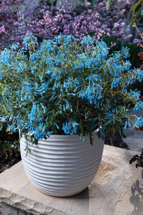 Hillier Porcelain Blue Corydalis - 1 Gallon Pot 6 Hillier Porcelain Blue Corydalis - 1 Gallon Pot - Image 4