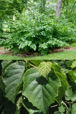 American Hazelnut (Filbert) - 1 Gallon Pot 14 American Hazelnut (Filbert) - 1 Gallon Pot -Wilson Bros Gardens corylus american american hazelnut fall leaves 13