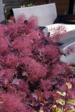 Dusky Maiden Smoke Tree (Single Trunk Topiary) - 7 Gallon Pot (3-4') -Wilson Bros Gardens cotinus dusky maiden smoke bush 4