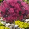 Dusky Maiden Smoke Tree (Single Trunk Topiary) - 7 Gallon Pot (3-4') -Wilson Bros Gardens cotinus dusky maiden smoke tree single trunk topiary 1
