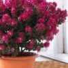 Berry Dazzle Dwarf Crape Myrtle - 2 Gallon Pot -Wilson Bros Gardens crape myrtle berry dazzle 100