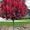 Double Dynamite Crape Myrtle Tree (Single Trunk Tree) - 7 Gallon Pot (5-6') 2 Double Dynamite Crape Myrtle Tree (Single Trunk Tree) - 7 Gallon Pot (5-6') -Wilson Bros Gardens crape myrtle double dynamite 100