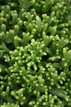 Dragon Warrior Cryptomeria - 3 Gallon Pot -Wilson Bros Gardens cryptomeria dragon warrior japanese cedar 1