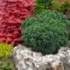 Dragon Warrior Cryptomeria - 3 Gallon Pot 2 Dragon Warrior Cryptomeria - 3 Gallon Pot -Wilson Bros Gardens cryptomeria dragon warrior japanese cedar 3