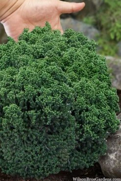 Dragon Warrior Cryptomeria - 3 Gallon Pot -Wilson Bros Gardens cryptomeria dragon warrior japanese cedar 4