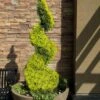 Goldcrest Monterey Lemon Cypress Spiral Topiary - 2 Gallon Pot 1 Goldcrest Monterey Lemon Cypress Spiral Topiary - 2 Gallon Pot -Wilson Bros Gardens cypress goldcrest monterey spiral topiary 11