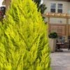 Goldcrest Monterey Lemon Cypress - 5 Gallon Pot 1 Goldcrest Monterey Lemon Cypress - 5 Gallon Pot -Wilson Bros Gardens cypress monterey goldcrest lemon 13