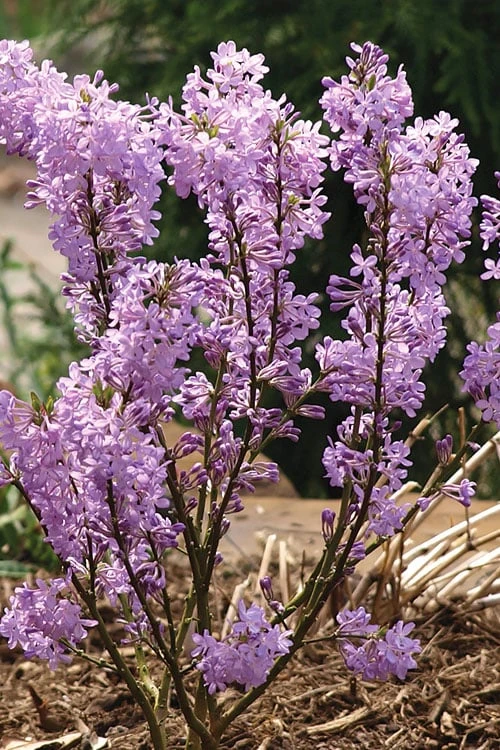 Lilac Daphne (Daphne Genkwa) - 2 Gallon Pot 8 Lilac Daphne (Daphne Genkwa) - 2 Gallon Pot - Image 6