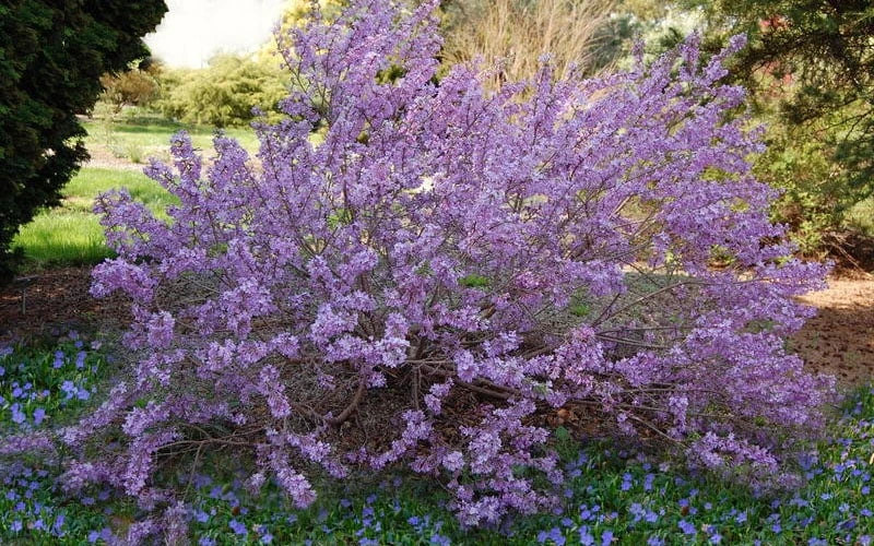 Lilac Daphne (Daphne Genkwa) - 2 Gallon Pot 7 Lilac Daphne (Daphne Genkwa) - 2 Gallon Pot - Image 5