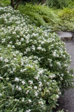 Jim's Pride White Summer Daphne - Daphne X Transatlantica - 2 Gallon Pot -Wilson Bros Gardens daphne jims pride 1 1