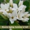 Jim's Pride White Summer Daphne - Daphne X Transatlantica - 1 Gallon Pot 1 Jim's Pride White Summer Daphne - Daphne X Transatlantica - 1 Gallon Pot -Wilson Bros Gardens daphne jims pride 15