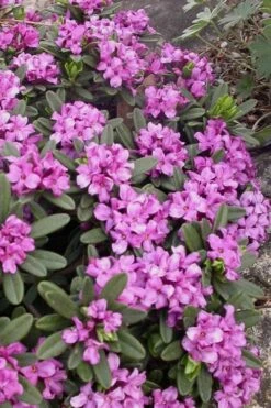 Lawrence Crocker Dwarf Daphne - 2 Gallon Pot 10 Lawrence Crocker Dwarf Daphne - 2 Gallon Pot -Wilson Bros Gardens daphne lawrence crocker 3 1
