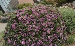 Lawrence Crocker Dwarf Daphne - 1 Gallon Pot -Wilson Bros Gardens daphne lawrence crocker 7