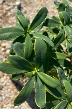 Splash Variegated Summer Daphne - 1 Gallon Pot -Wilson Bros Gardens daphne splash summer daphne 1