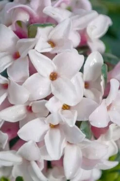 Splash Variegated Summer Daphne - 1 Gallon Pot -Wilson Bros Gardens daphne splash variegated summer daphne 7
