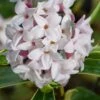 Splash Variegated Summer Daphne - 1 Gallon Pot 2 Splash Variegated Summer Daphne - 1 Gallon Pot -Wilson Bros Gardens daphne splash variegated summer daphne 8