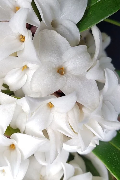 White Perfume Princess Winter Daphne - 3 Gallon Pot 7 White Perfume Princess Winter Daphne - 3 Gallon Pot - Image 5