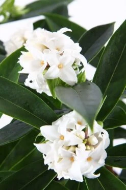 White Perfume Princess Winter Daphne - 2 Gallon Pot -Wilson Bros Gardens daphne white perfume princess 6 1