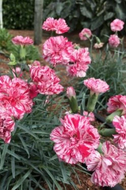 Pinball Wizard Dianthus - 1 Gallon Pot -Wilson Bros Gardens dianthus pinball wizard 5