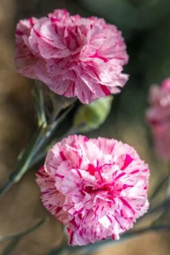 Pinball Wizard Dianthus - 1 Gallon Pot -Wilson Bros Gardens dianthus pinball wizard 7