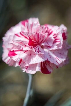 Pinball Wizard Dianthus - 1 Gallon Pot -Wilson Bros Gardens dianthus pinball wizard 9