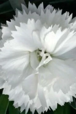 Super Trouper White Dianthus - 5 Pack Of Quart Pots -Wilson Bros Gardens dianthus super trouper white 500x750 1