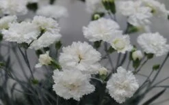 Super Trouper White Dianthus - 5 Pack Of Quart Pots -Wilson Bros Gardens dianthus supertrouper white carnations 2