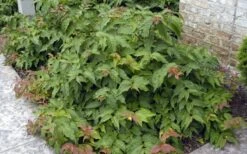 Dwarf Bush Honeysuckle (Diervilla Lonicera) - 1 Gallon Pot 17 Dwarf Bush Honeysuckle (Diervilla Lonicera) - 1 Gallon Pot -Wilson Bros Gardens diervilla lonicera dwarf bush honeysuckle 4