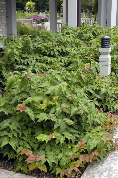 Dwarf Bush Honeysuckle (Diervilla Lonicera) - 1 Gallon Pot 9 Dwarf Bush Honeysuckle (Diervilla Lonicera) - 1 Gallon Pot - Image 7