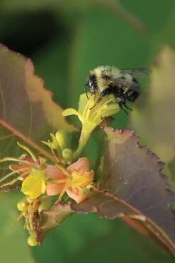Dwarf Bush Honeysuckle (Diervilla Lonicera) - 1 Gallon Pot 15 Dwarf Bush Honeysuckle (Diervilla Lonicera) - 1 Gallon Pot -Wilson Bros Gardens diervilla lonicera dwarf bush honeysuckle 7