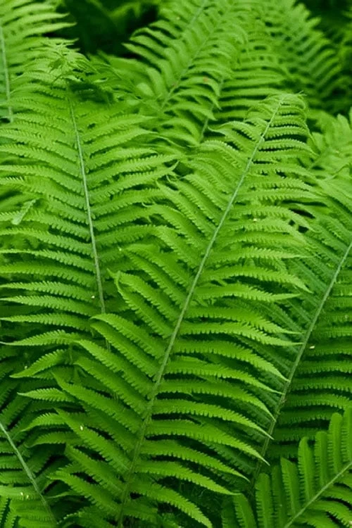 Dixie Wood Fern - Dryopteris Australis - 1 Gallon Pot 6 Dixie Wood Fern - Dryopteris Australis - 1 Gallon Pot - Image 4
