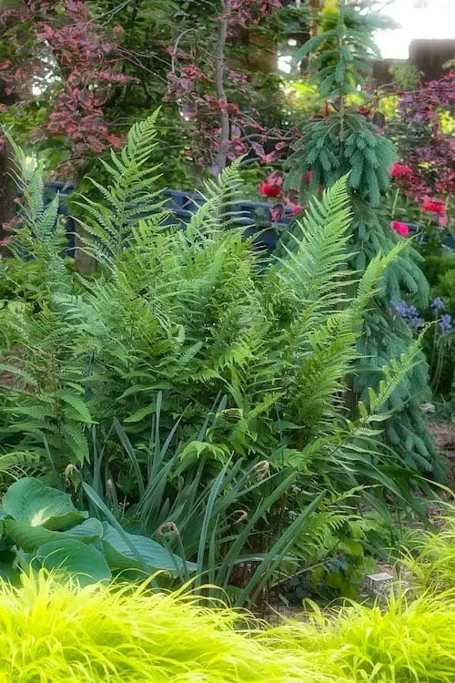 Dixie Wood Fern - Dryopteris Australis - 1 Gallon Pot 3 Dixie Wood Fern - Dryopteris Australis - 1 Gallon Pot