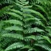 Champions Wood Fern (Dryopteris Championii) - 1 Gallon Pot 1 Champions Wood Fern (Dryopteris Championii) - 1 Gallon Pot -Wilson Bros Gardens dryopteris championii champions wood fern 1