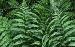 Champions Wood Fern (Dryopteris Championii) - 1 Gallon Pot 12 Champions Wood Fern (Dryopteris Championii) - 1 Gallon Pot -Wilson Bros Gardens dryopteris championii champions wood fern 2