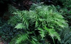 Champions Wood Fern (Dryopteris Championii) - 1 Gallon Pot 13 Champions Wood Fern (Dryopteris Championii) - 1 Gallon Pot -Wilson Bros Gardens dryopteris championii champions wood fern 6