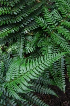 Champions Wood Fern (Dryopteris Championii) - 1 Gallon Pot 14 Champions Wood Fern (Dryopteris Championii) - 1 Gallon Pot -Wilson Bros Gardens dryopteris championii champions wood fern 7
